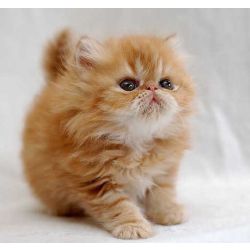 What Cat Breed Are You Quizzes