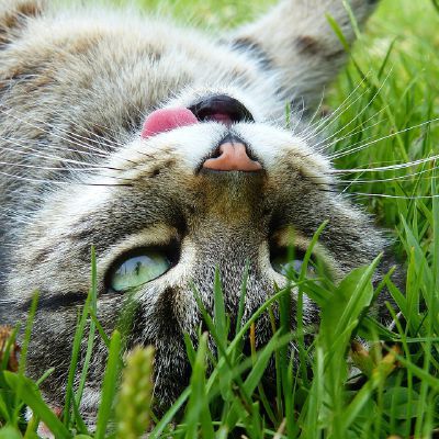 What Cat Breed Are You Quiz