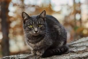 Graystripe Warrior Cats In Real Life