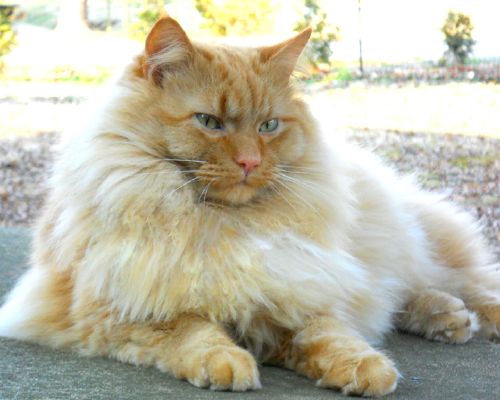 Lionheart Warrior Cats In Real Life