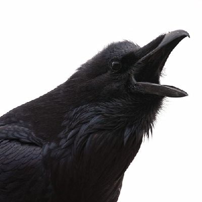 Crow|A Harry Potter fanfiction