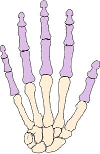 How well do you know bones in the human body? - Test