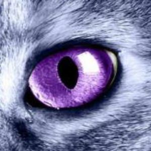 Your Warrior Cat Life Extremely Long Results Quiz