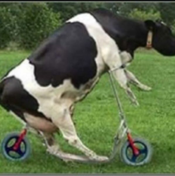 Are you Secretly A Cow? - Quiz