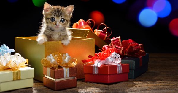 What To Get Someone For Christmas Quiz - What to get your special someone for Christmas? - YouTube / What kind of gifts would you like to have this christmas?