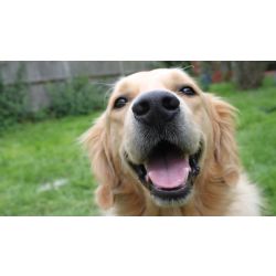 guess the dog breed quiz hard