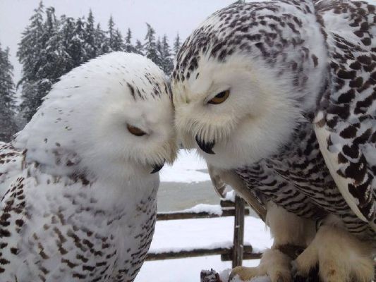 How Does A Snowy Owl Eat Its Food