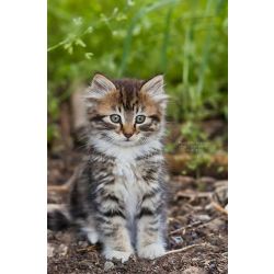Talking Kitty