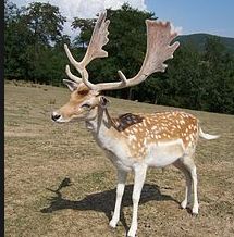 8 The Cry Of Prongs Where S Hermione Harry Potter Chat Room