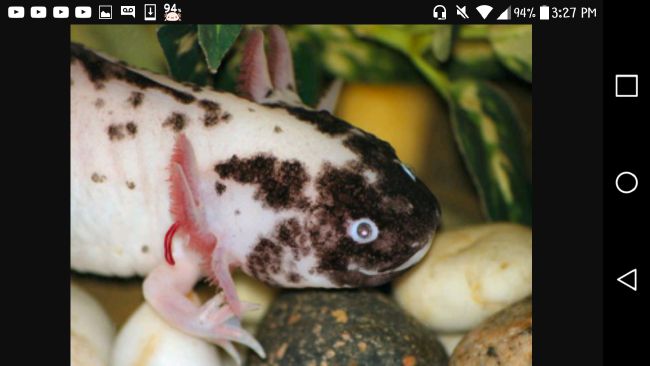 What color axolotl are you - Quiz