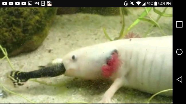 What Color Axolotl Are You Quiz