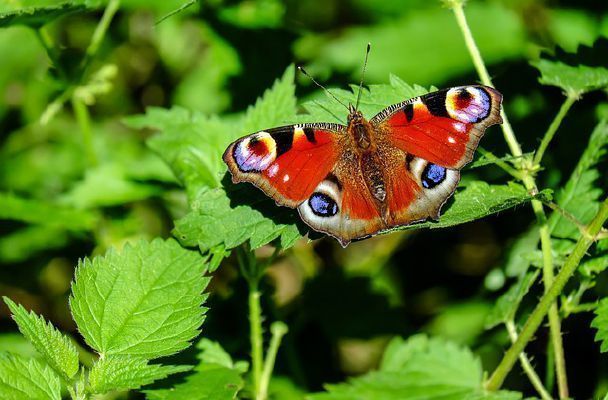 do-you-know-butterflies-test