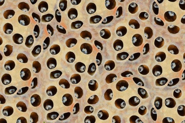Do you have trypophobia? (A fear of small holes) - Quiz