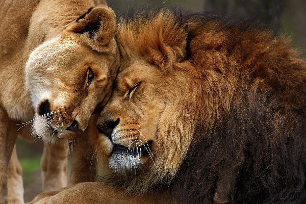 What Is Your Ranking In A Lion Pride Quiz