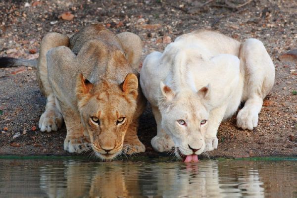 What Is Your Ranking In A Lion Pride Quiz