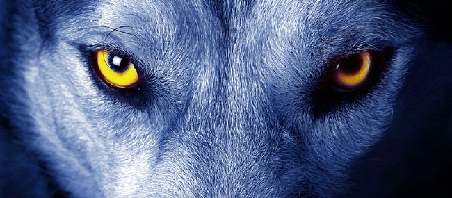 Are you an Alpha, Beta, or Omega Wolf? - Quiz