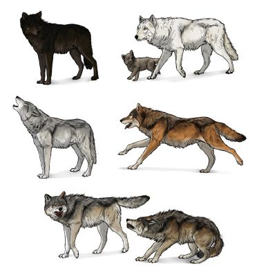 What species of wolf are you? - Quiz