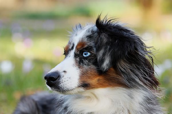 Can you guess these weird and amazing dog breeds?(Hard) - Test