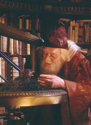 harry potter dumbledore phoenix albus fawkes secrets chamber ashes baby rising reborn sempre but universal hogwarts collect books favim forgotten