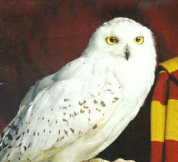 What is your Harry Potter pet? Quiz