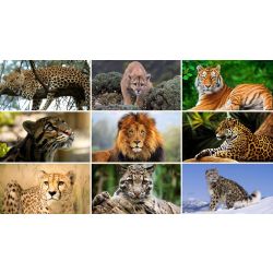 What Big Cat Are You Quizzes