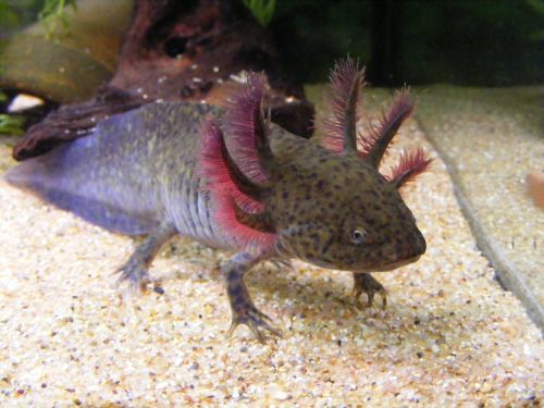 enigma axolotl