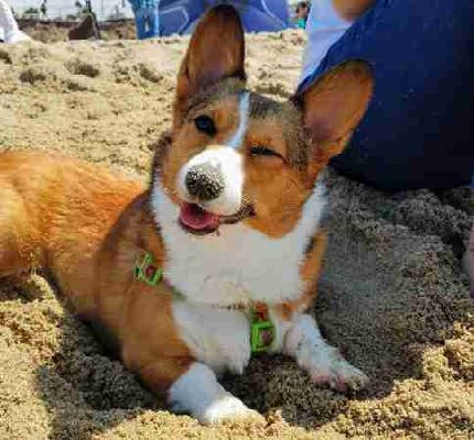 How Much Do You Know About Corgis? - Test