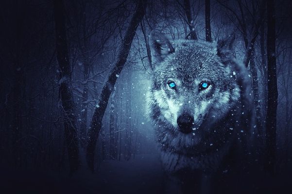 Are you A Werewolf? - Quiz