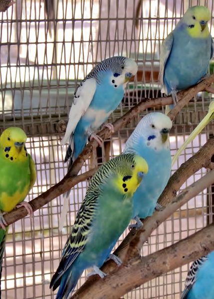 Would you be a good Budgie owner - Quiz