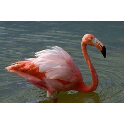 Flamingo Quizzes