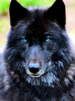 sad black wolf