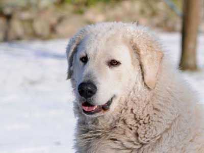 fluffy guess dog