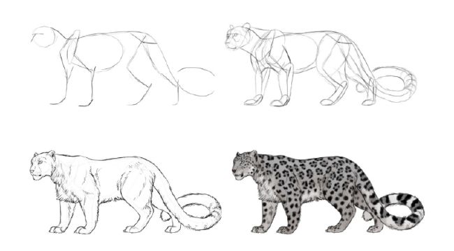38 Snow Leopard Sketch Template My Sketches