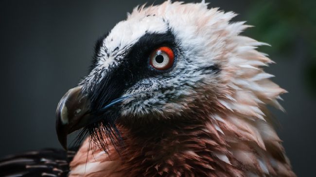 How much do you know about birds? (HARD) - Test