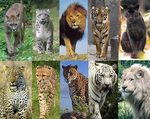 What big cat are you? - Quiz