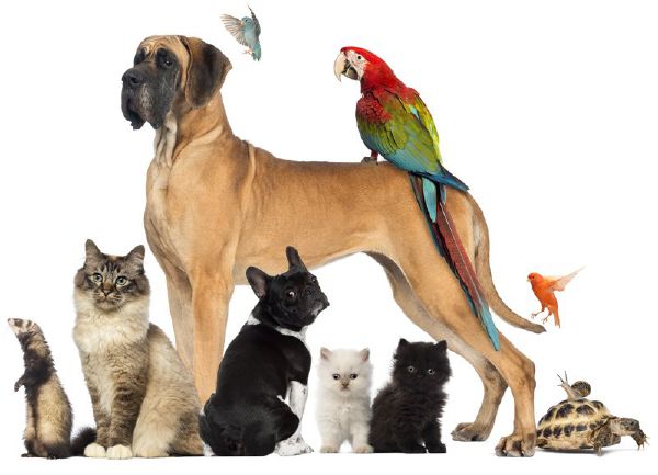 What type of pet should you get? - Quiz