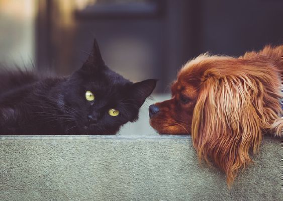 Are You A Cat Person Or A Dog Person Quiz