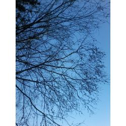 Leader Warrior Cats Quizzes