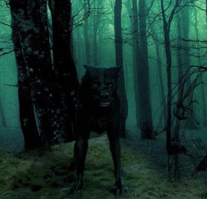 sirius black as dog flocked