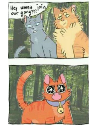 Warrior Cat Memes