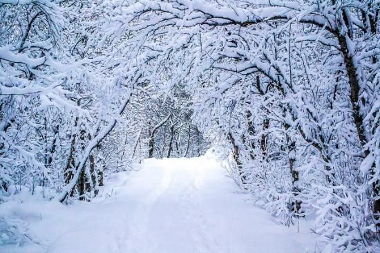 Snowy Forest Descriptive Writing