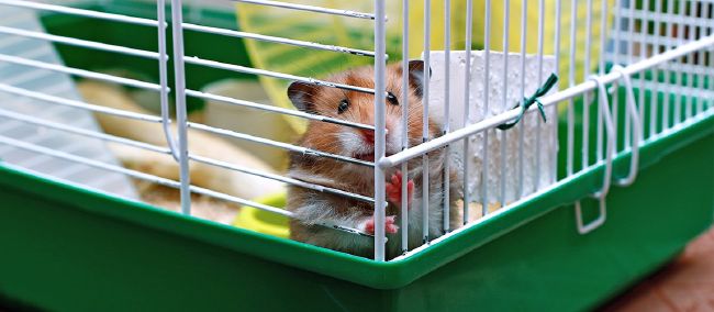 Hamster living hot sale space