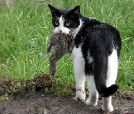 What Warrior Cats Clan Are You In Quiz