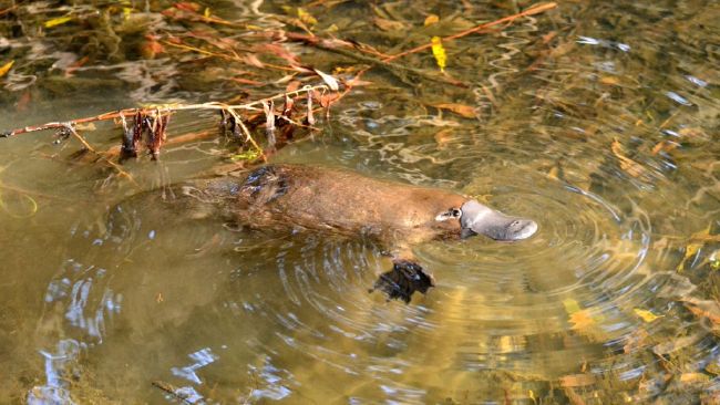 platypus student discount