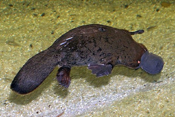 fat platypus