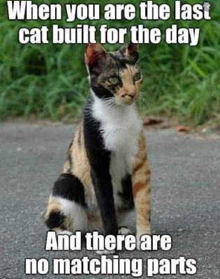 K The Black Leg Goes Here The Cat Meme Scheme