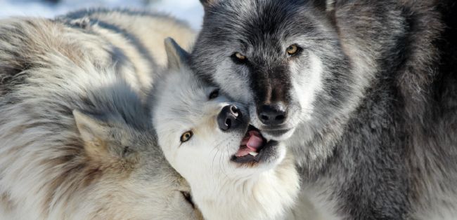 What Type Of Wolf Are You? - Quiz