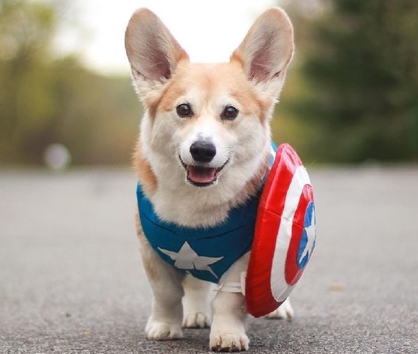 Pick between some Marvel characters and get a puppy - Quiz