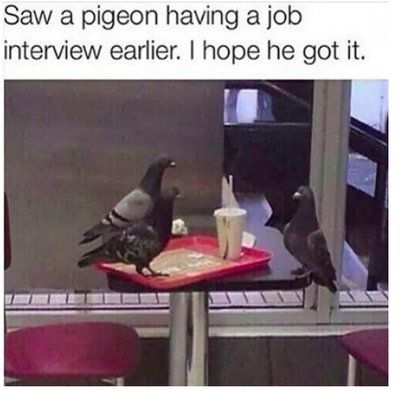 Pigeon | Random shit I see on the internet (over!)