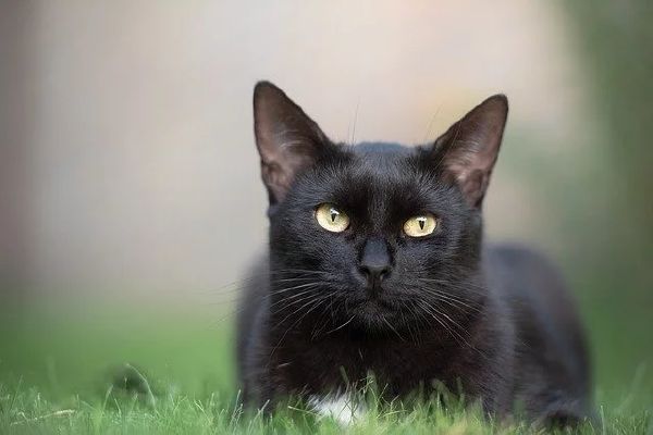 Animal Themed Appearance Generator Warrior Cats Center